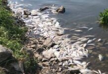 Специалисты выясняют причины массовой гибели рыбы в Цимлянском водохранилище Специалисты выясняют причины массовой гибели рыбы в Цимлянском водохранилище