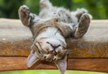 Мастер-классы шеф-повара Матео Лаи, выставка после пленэра в Дивноморске и «Круиз по джунглям в кино: афиша