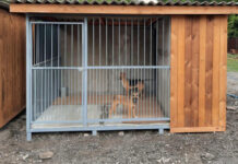 В Ростове появились новые вольеры для бездомных собак // фото: rostov-gorod.ru