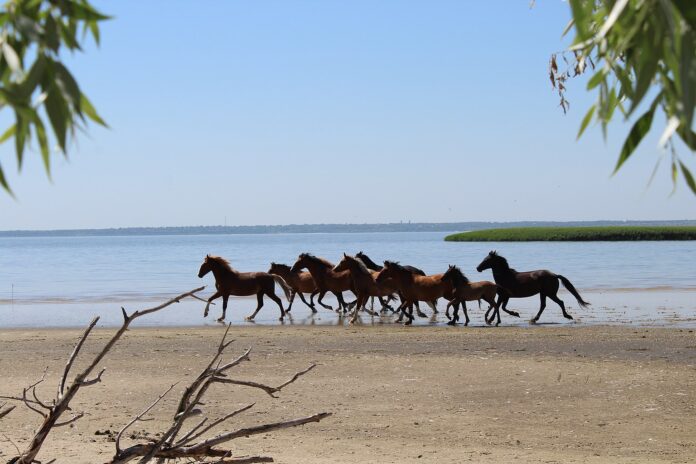 Лошади на берегу Дона, Донской природный парк //Фото: Википедия