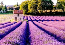 В Ростове на Большой Садовой высадят почти 6000 кустов лаванды