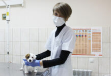 В Ростовской области пройдет день льготной стерилизации животных // фото: donland.ru