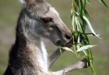 В Ростовской области откроют глэмпинг с кенгуру