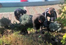 В Ростове в парке Вити Черевичкина высадили лаванду // rostov-gorod.ru
