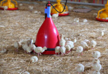 На Дону зафиксировали значительный рост производства мяса птицы