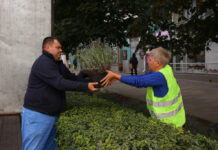 В Ростове на Большой Садовой началась высадка лаванды // фото: rostov-gorod.ru