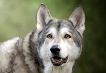 За выгул опасных собак без намордника накажут штрафом до 5 тыс. рублей Волкособ // фото с сайта petsi.net