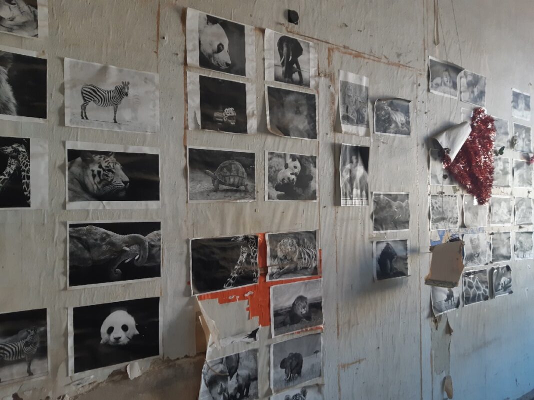 Картинки на стене // фото: Ксения Дубко, «Городской репортер»