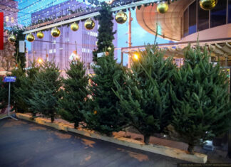 В Ростове открылись елочные базары: цены на живые деревья стартуют от 1600 рублей Елочный базар // фото: пресс-служба Администрации Ростова-на-Дону