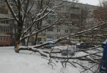 В Ростове свыше 40 деревьев упали из-за снегопада Упавшее дерево//фото:donday.ru