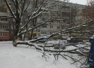 В Ростове свыше 40 деревьев упали из-за снегопада Упавшее дерево//фото:donday.ru