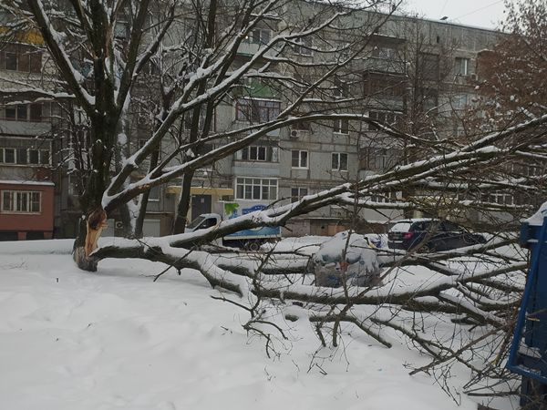 Упавшее дерево//фото:donday.ru