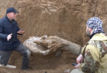 Череп мамонта нашли в Ростовской области Череп мамонта//фото с сайта don24.ru