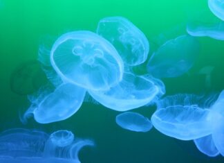 Засилье медуз в Азовском море принесет и пользу Медузы // фото с сайта kubnews.ru