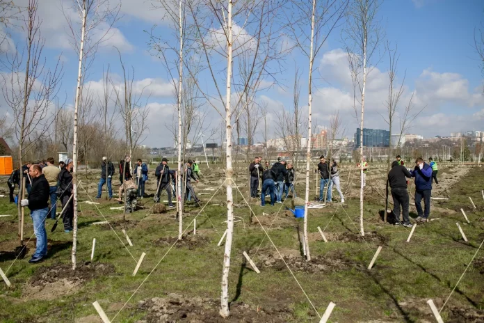 «ЮгСтройИнвест» высадит 16 тысяч деревьев в разных районах Ростова //Фото: пресс-служба «ЮгСтройИнвест»
