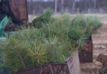 В Ростовской области завершились весенние высадки лесных культур